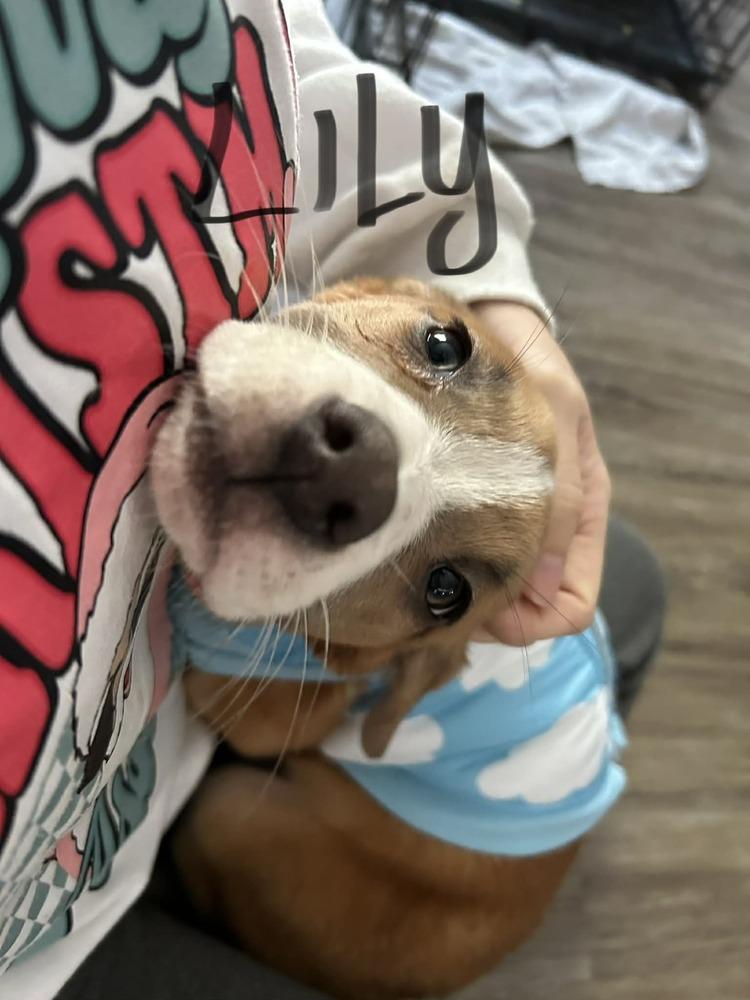 Enlarge Lily, a Adoptable mixed breed in Auburn, PA image 2/2