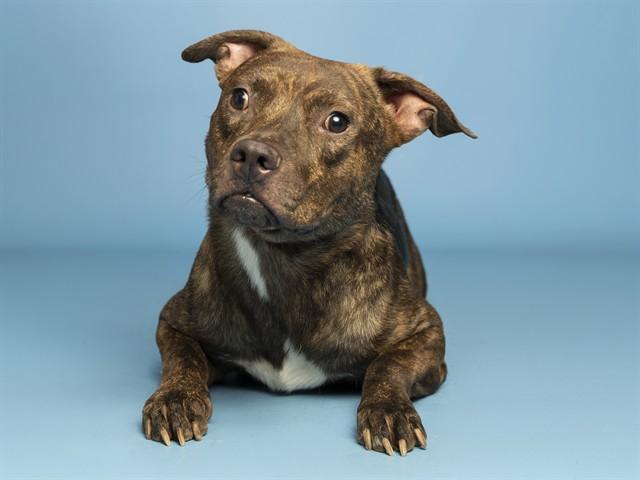 KIDD, Adoptable, Young Male Pit Bull Terrier.