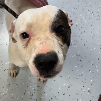 Diamond, a Adoptable Pit Bull Terrier in Marion, VA image 1/6