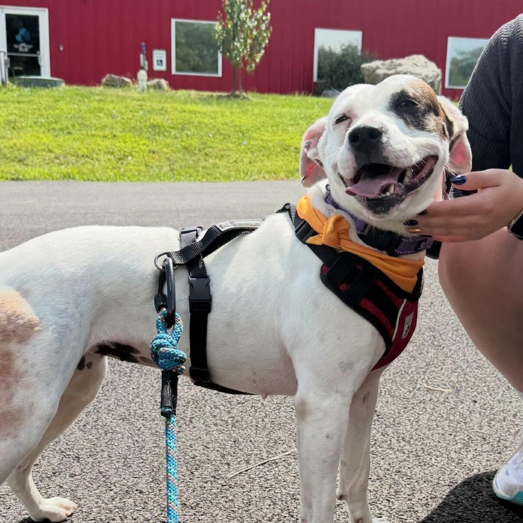 Enlarge Diamond, a Adoptable Pit Bull Terrier in Marion, VA image 2/6