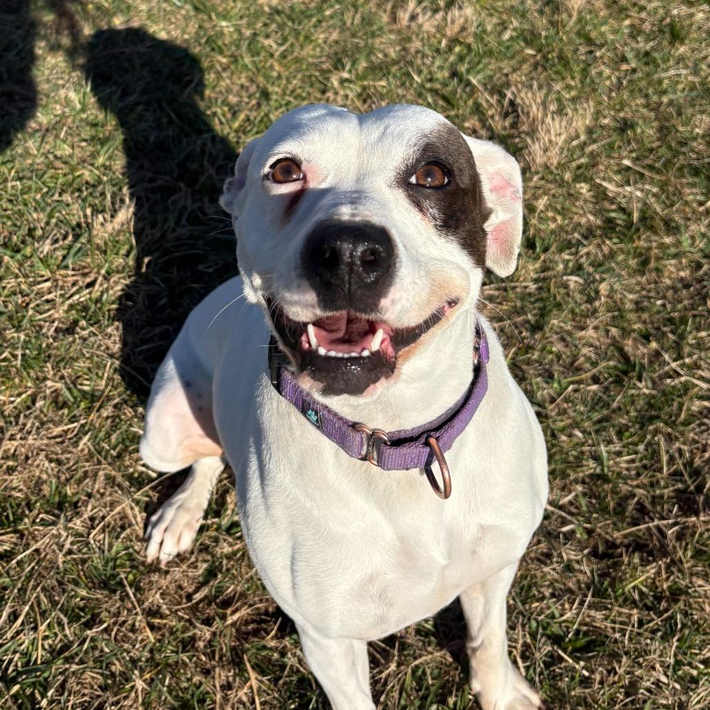 Enlarge Diamond, a Adoptable Pit Bull Terrier in Marion, VA image 2/6