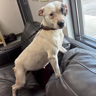 Enlarge Diamond, a Adoptable Pit Bull Terrier in Marion, VA image 3/6