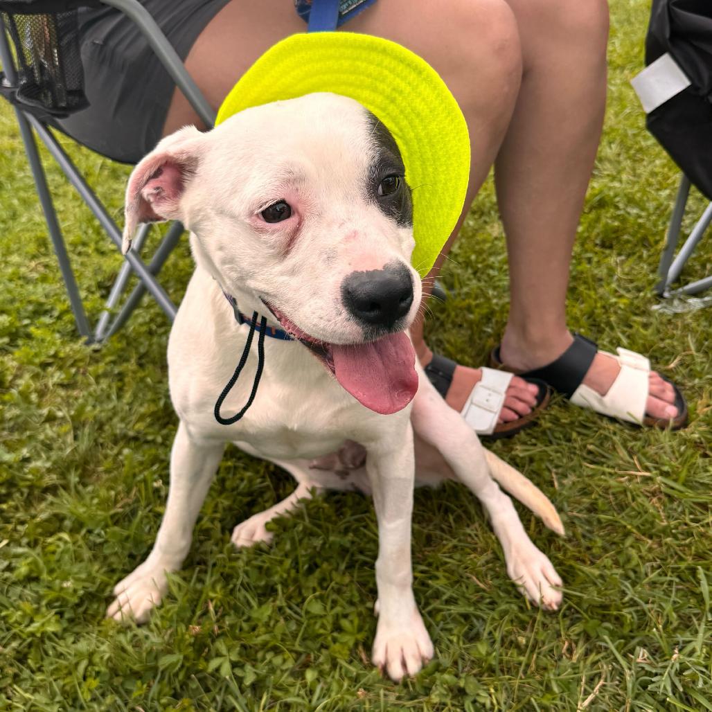 Diamond, a Adoptable Pit Bull Terrier in Marion, VA image 4/6