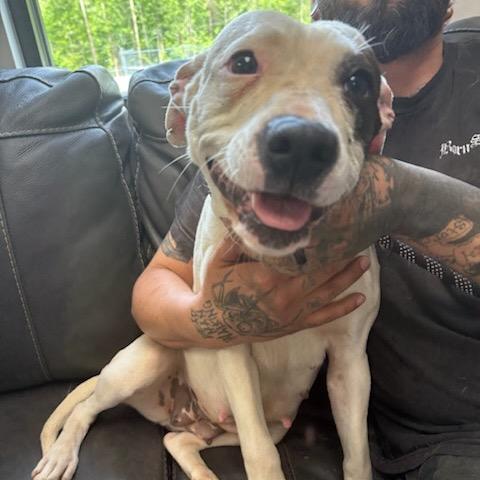 Diamond, a Adoptable Pit Bull Terrier in Marion, VA image 5/6