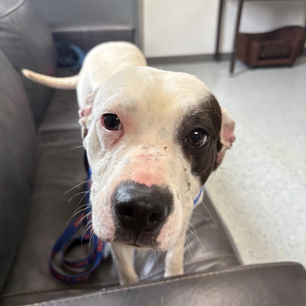 Diamond, a Adoptable Pit Bull Terrier in Marion, VA image 6/6