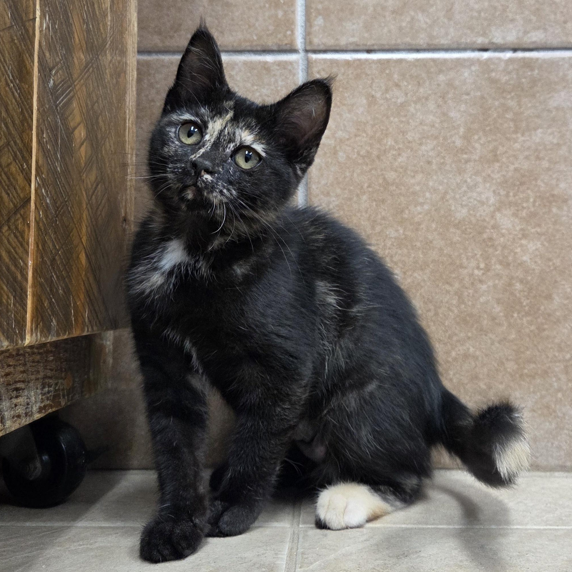 Crala, a ADOPTABLE mixed breed in Park Rapids, MN image 1/2