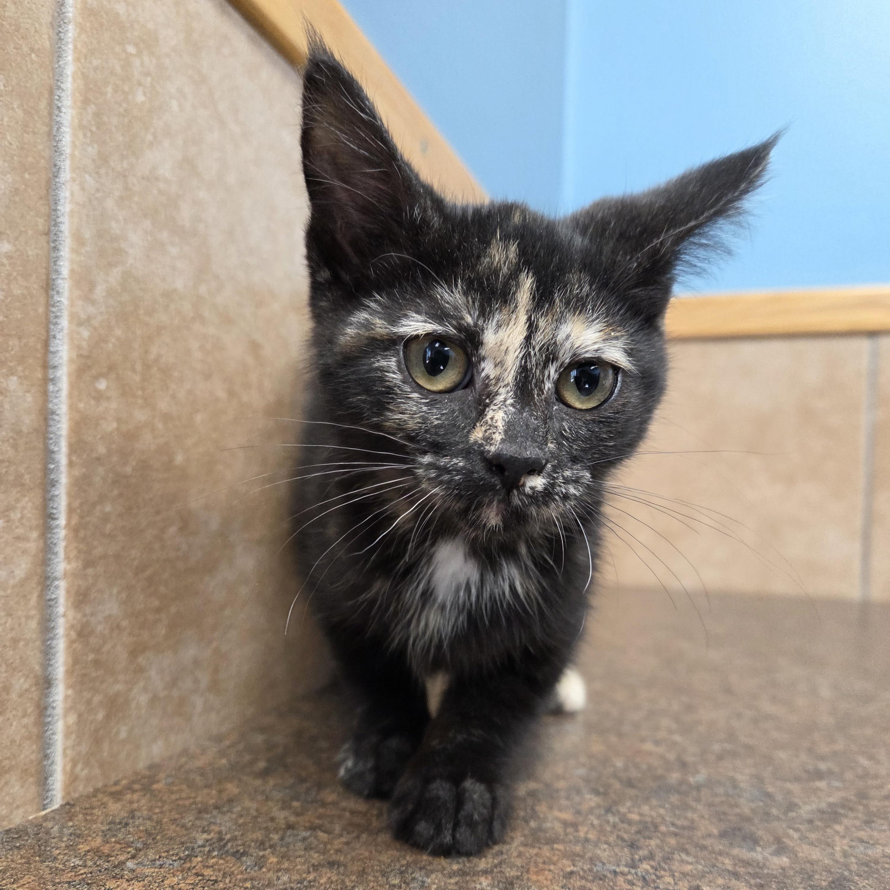 Crala, a ADOPTABLE mixed breed in Park Rapids, MN image 2/2