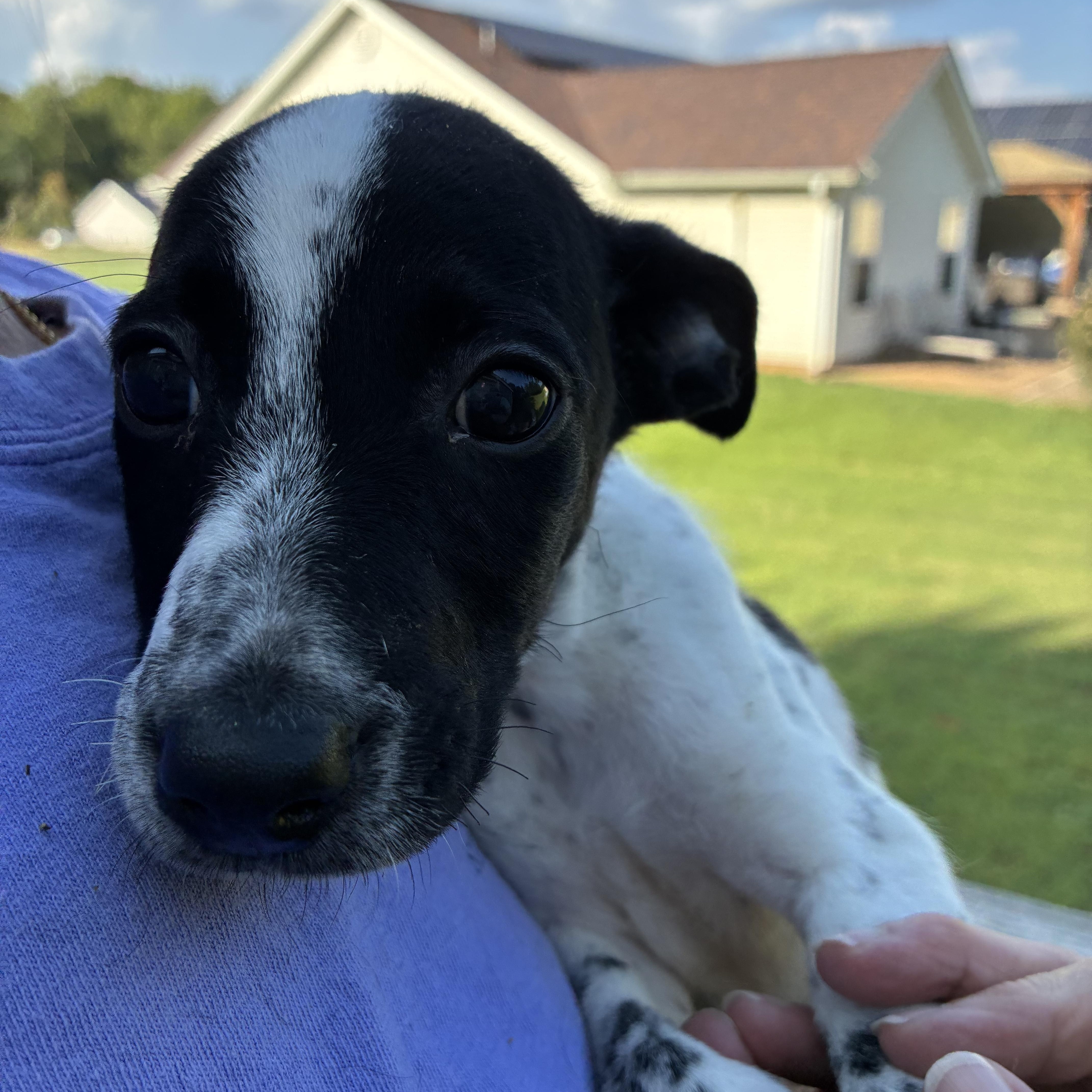 Enlarge Buckwheat, a Adoptable mixed breed in Woodruff, SC image 3/5