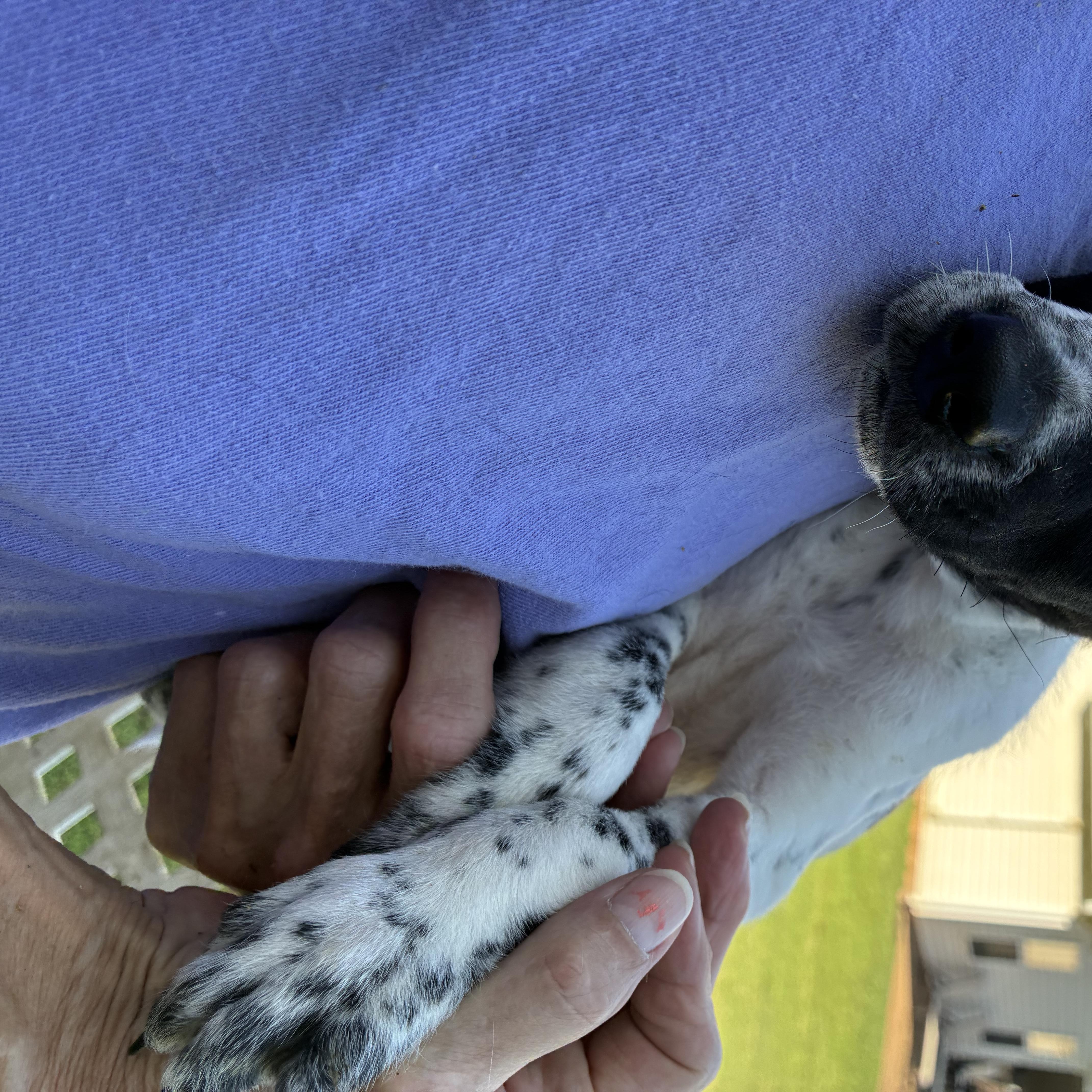 Enlarge Buckwheat, a Adoptable mixed breed in Woodruff, SC image 4/5