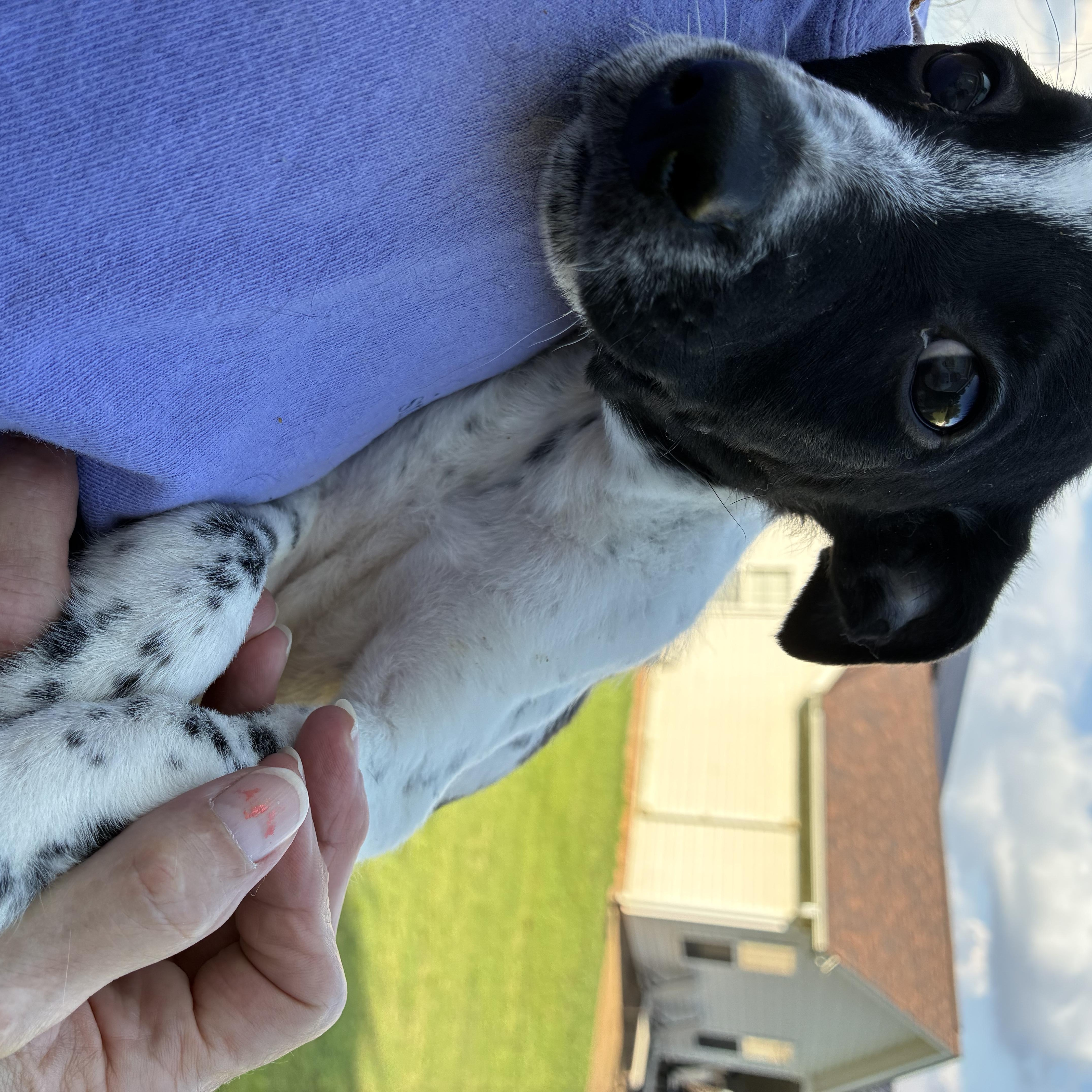 Enlarge Buckwheat, a Adoptable mixed breed in Woodruff, SC image 5/5