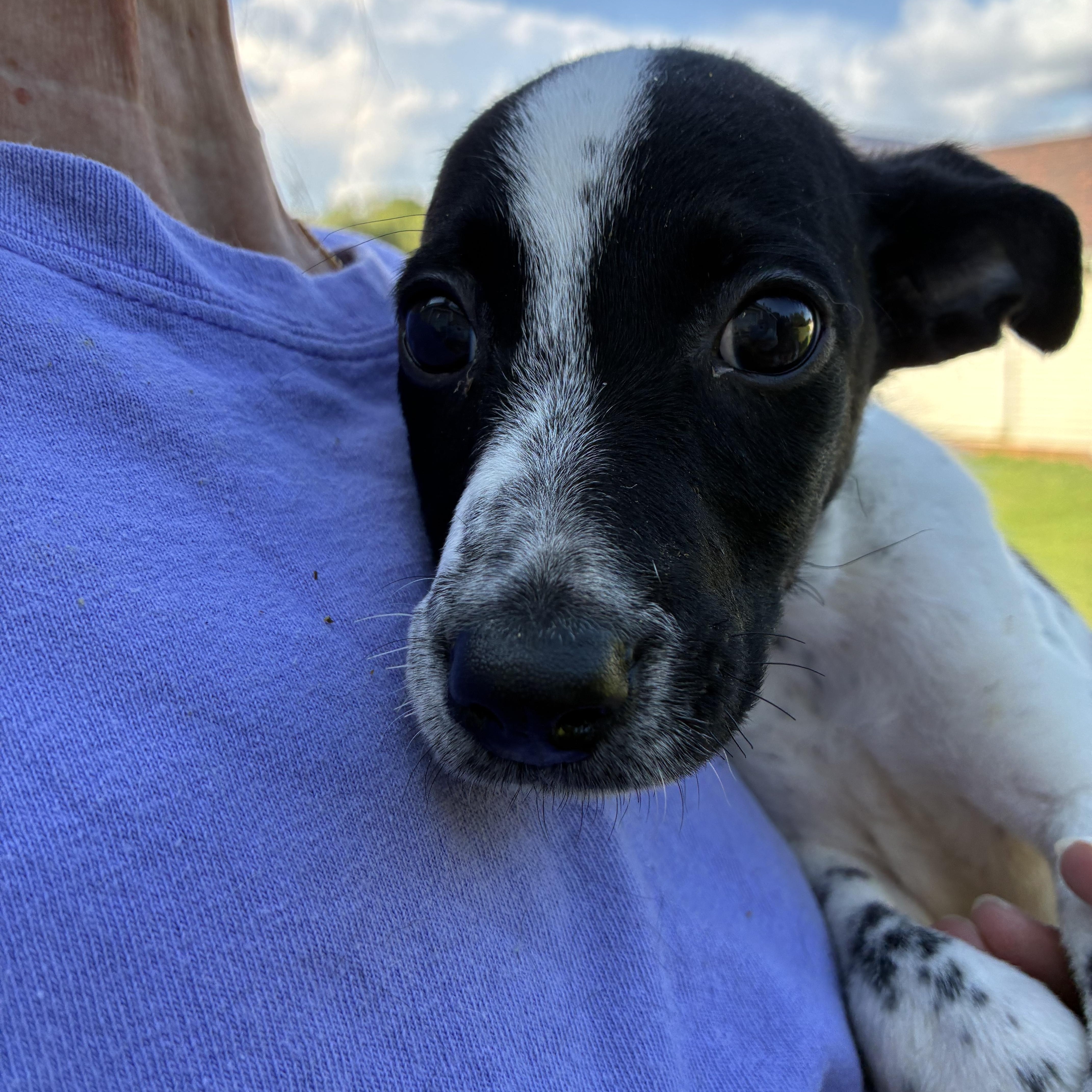 Enlarge Buckwheat, a Adoptable mixed breed in Woodruff, SC image 2/5
