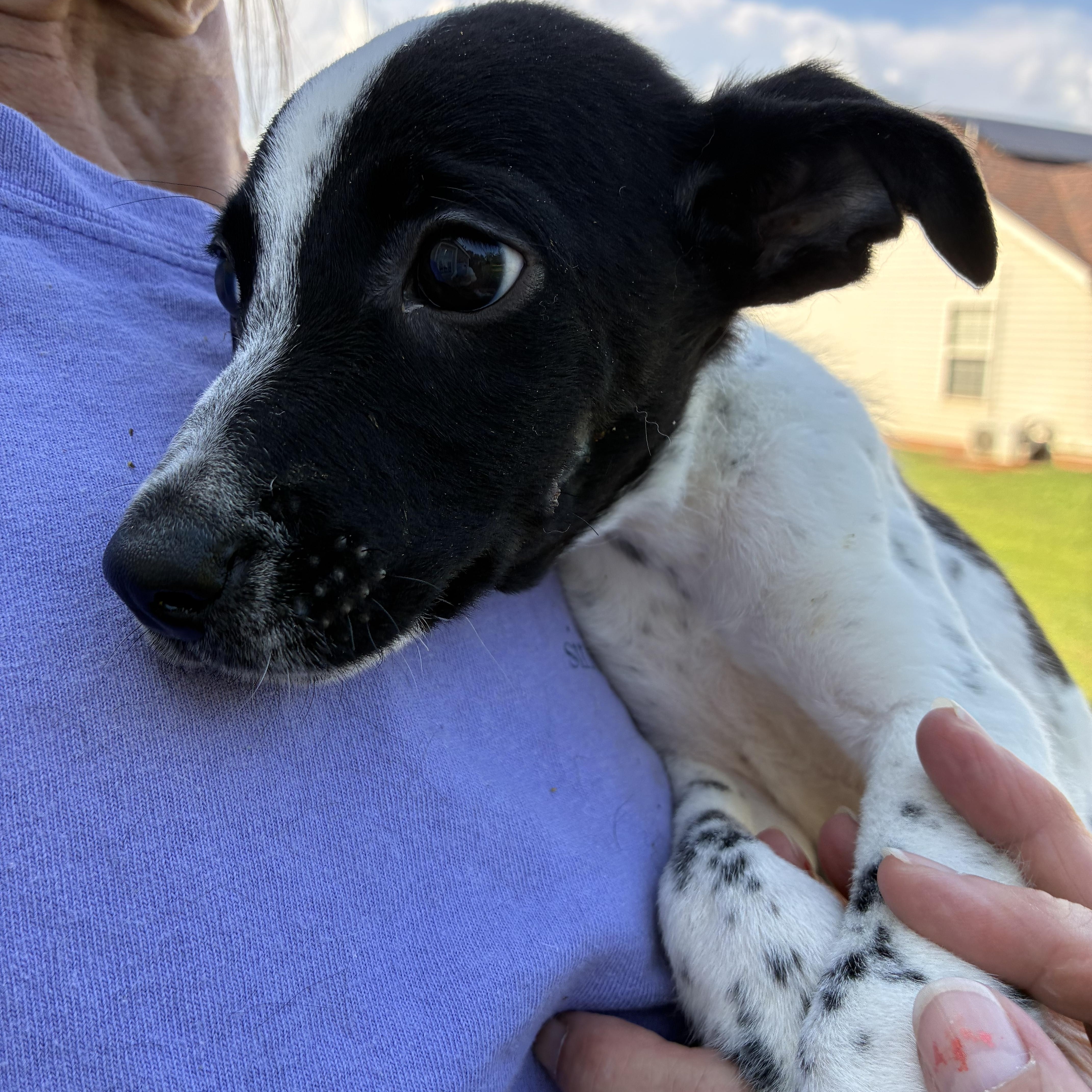 Buckwheat, Adoptable, Puppy Male Terrier.