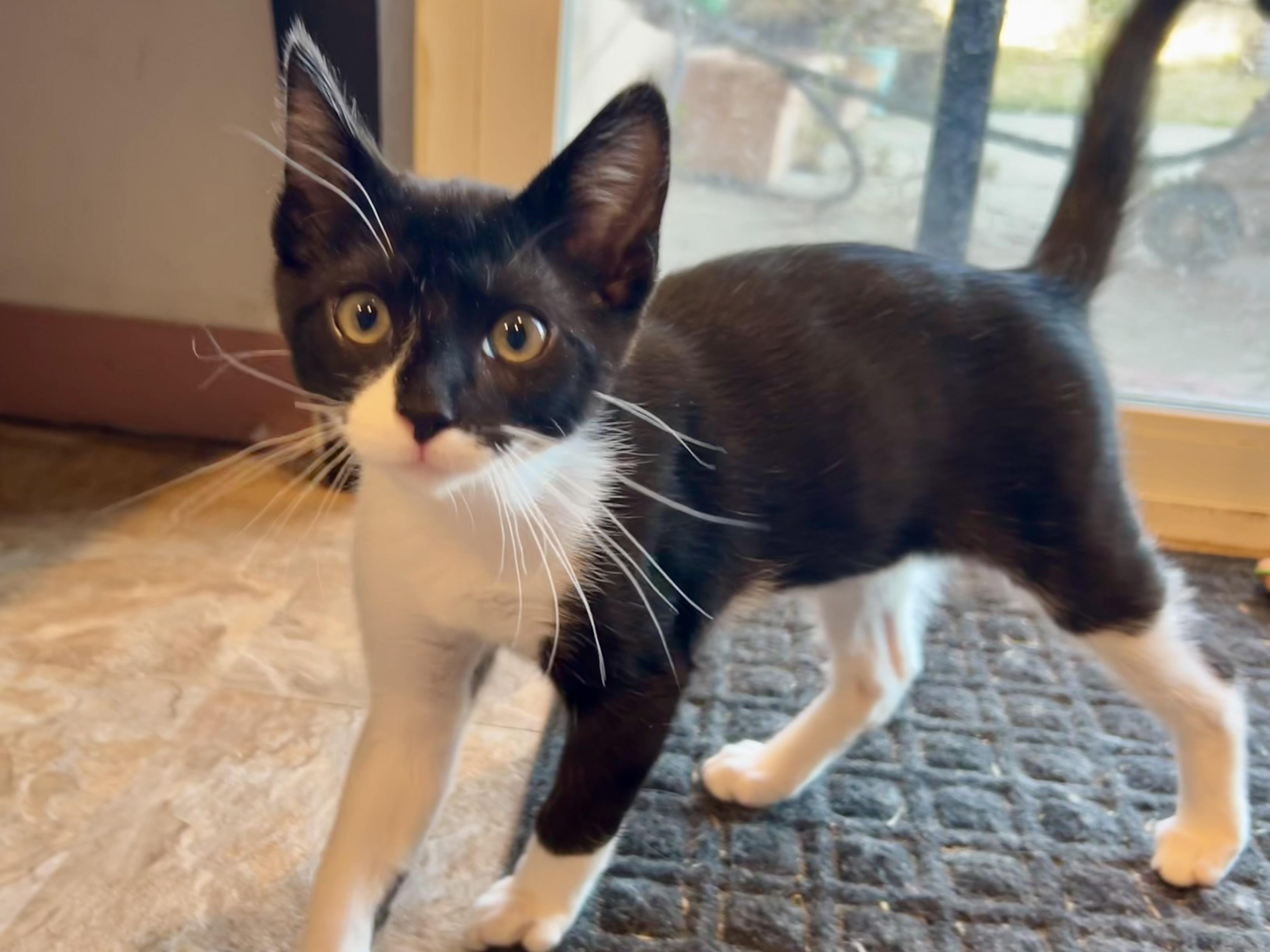 Lustral, a Adoptable Tuxedo in Salinas, CA image 3/3