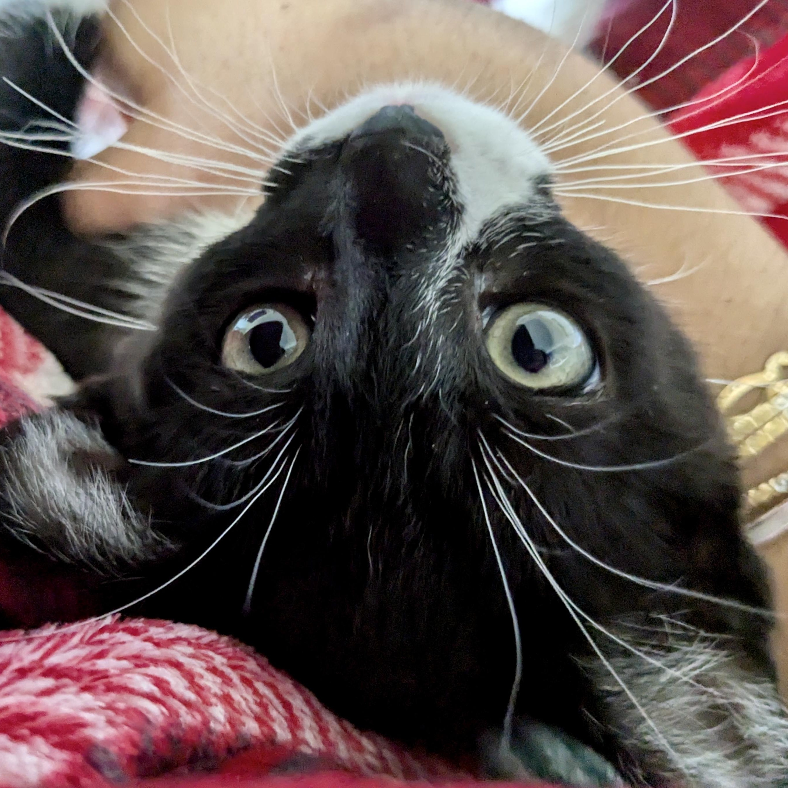 Lustral, an adoptable Tuxedo in Salinas, CA, 93907 | Photo Image 1