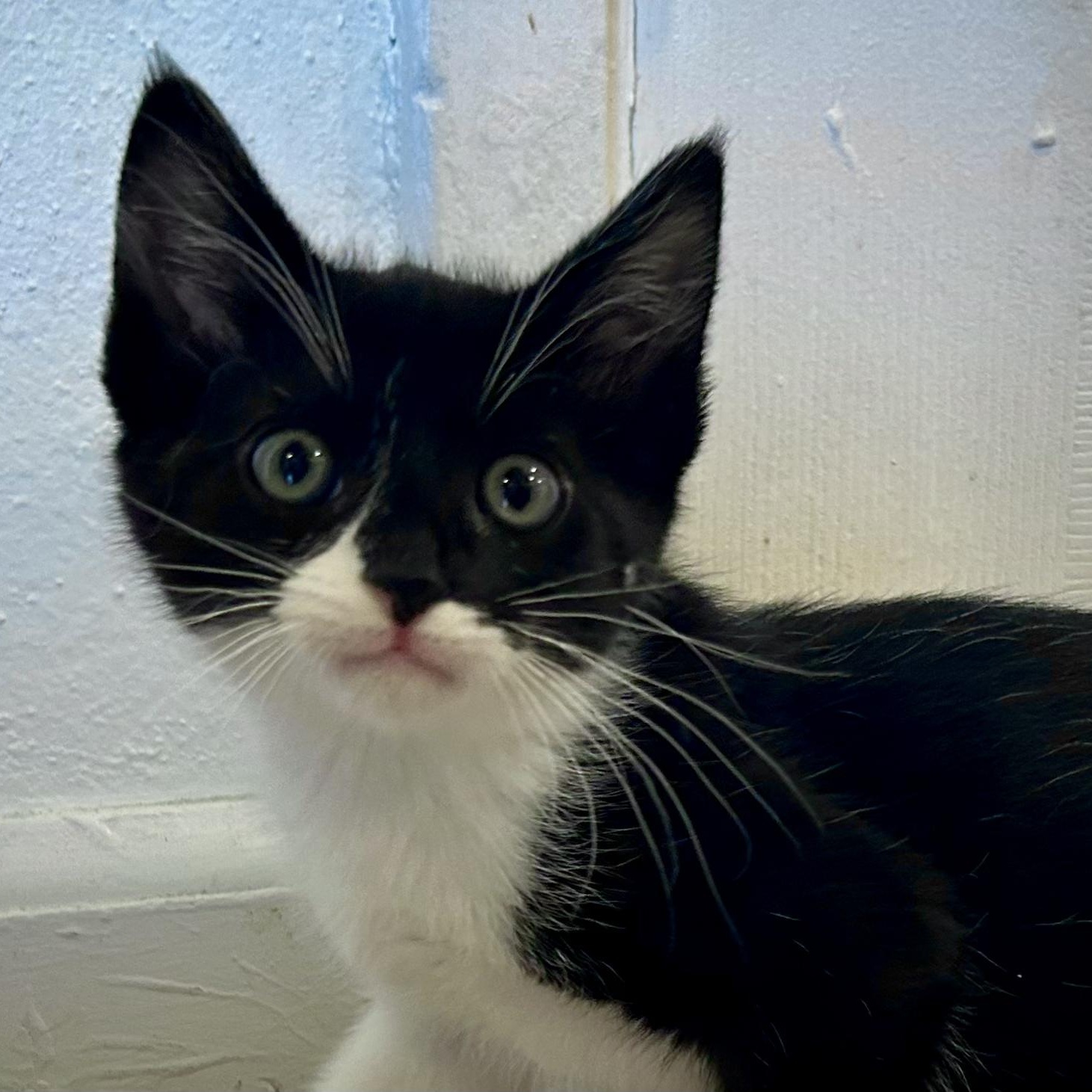 Lustral, a Adoptable Tuxedo in Salinas, CA image 2/3