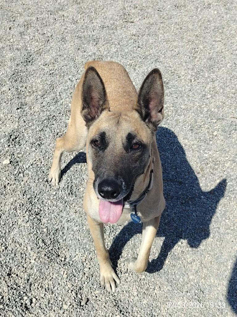 Enlarge Lola, a Adoptable Belgian Shepherd / Malinois in San Jose, CA image 1/6