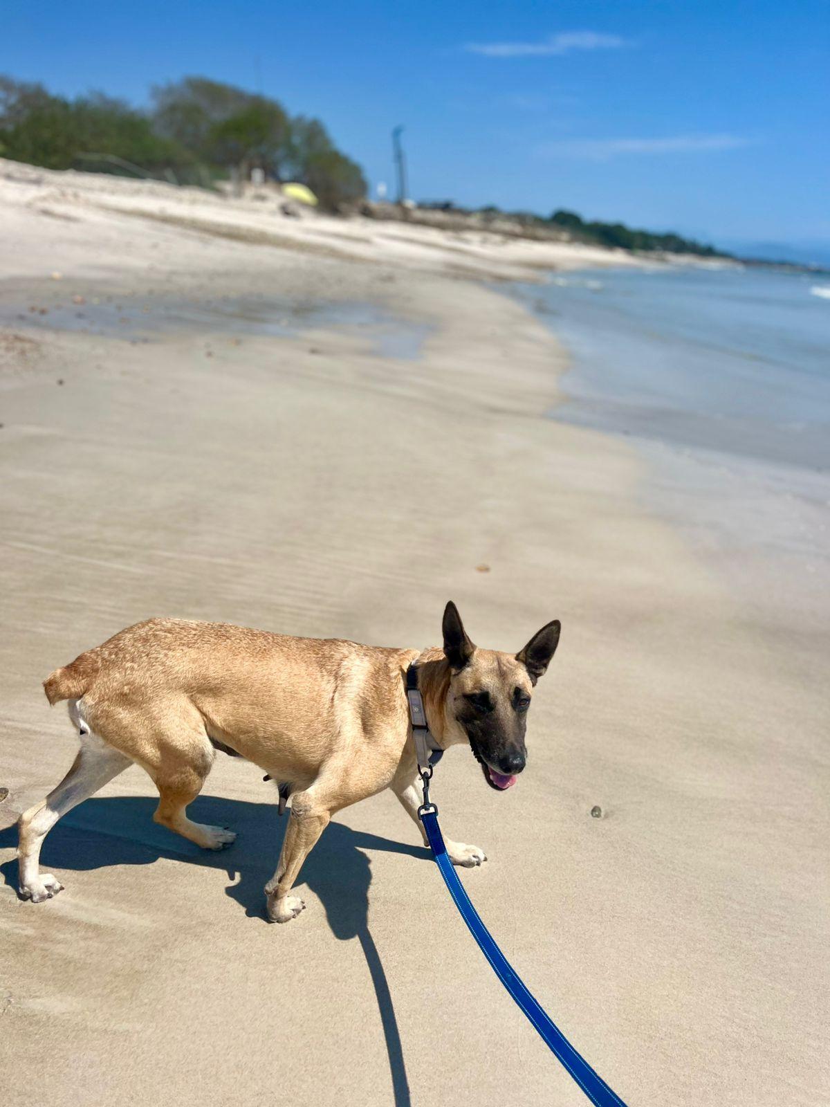 Enlarge Lola, a Adoptable Belgian Shepherd / Malinois in San Jose, CA image 6/6