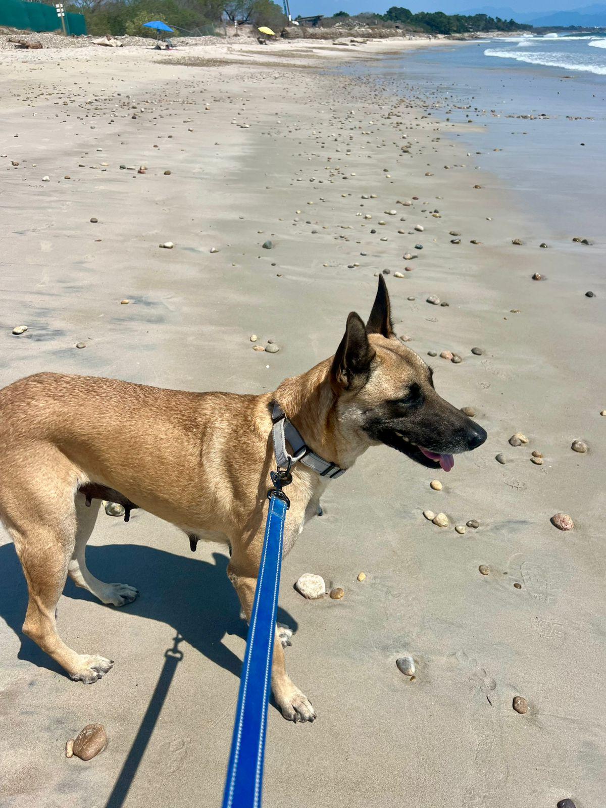 Enlarge Lola, a Adoptable Belgian Shepherd / Malinois in San Jose, CA image 5/6