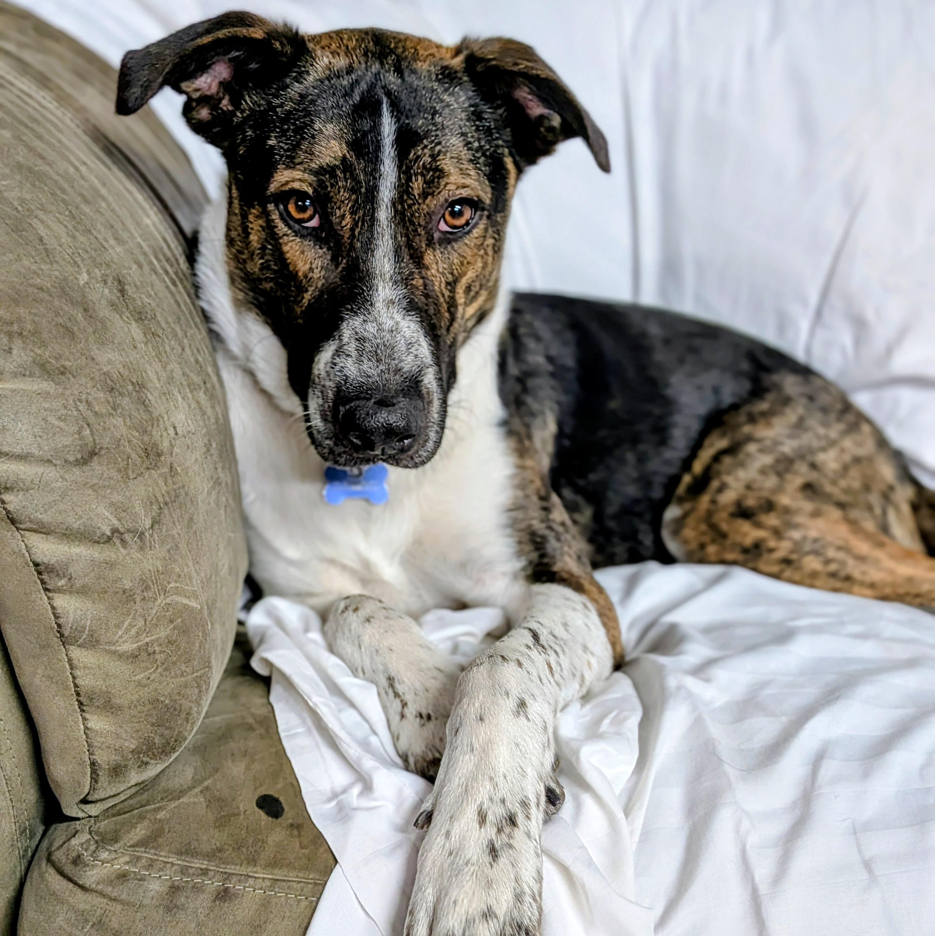 Enlarge Lenny, a Adoptable mixed breed in St. George, UT image 2/5