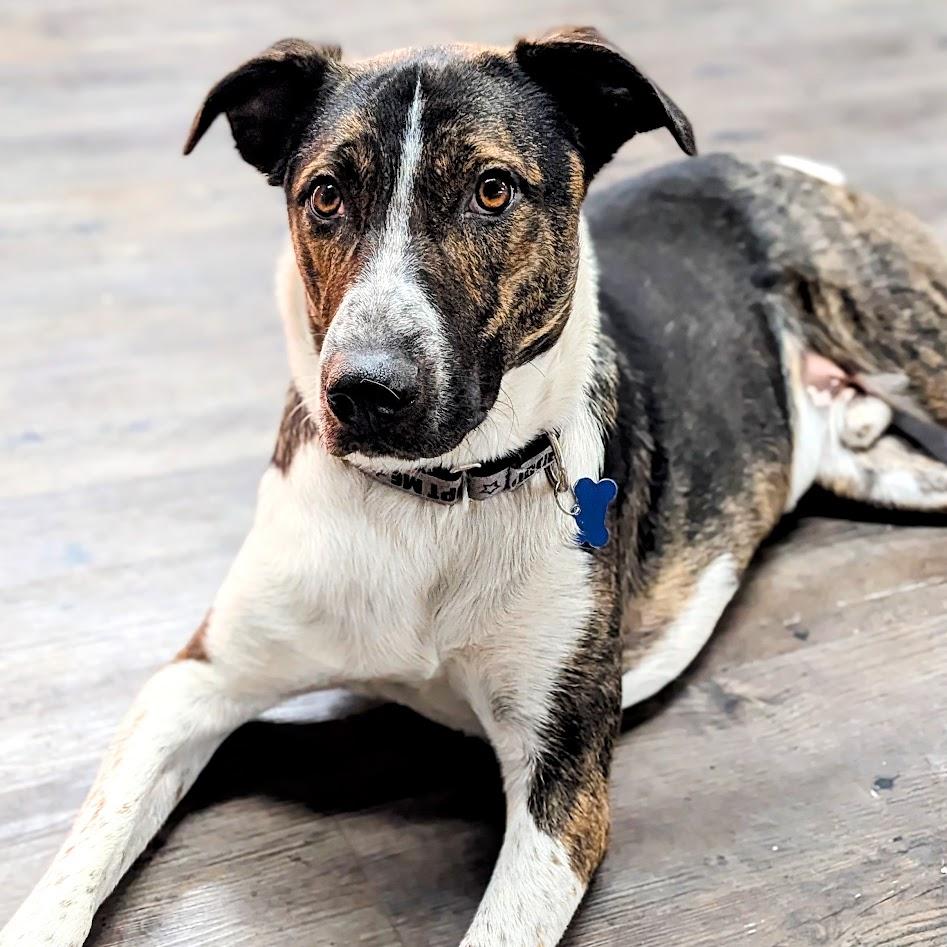 Enlarge Lenny, a Adoptable mixed breed in St. George, UT image 5/5