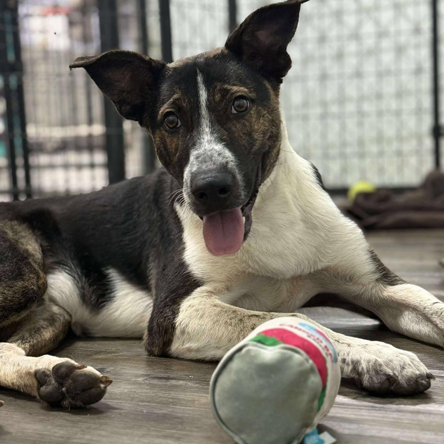 Enlarge Lenny, a Adoptable mixed breed in St. George, UT image 4/5