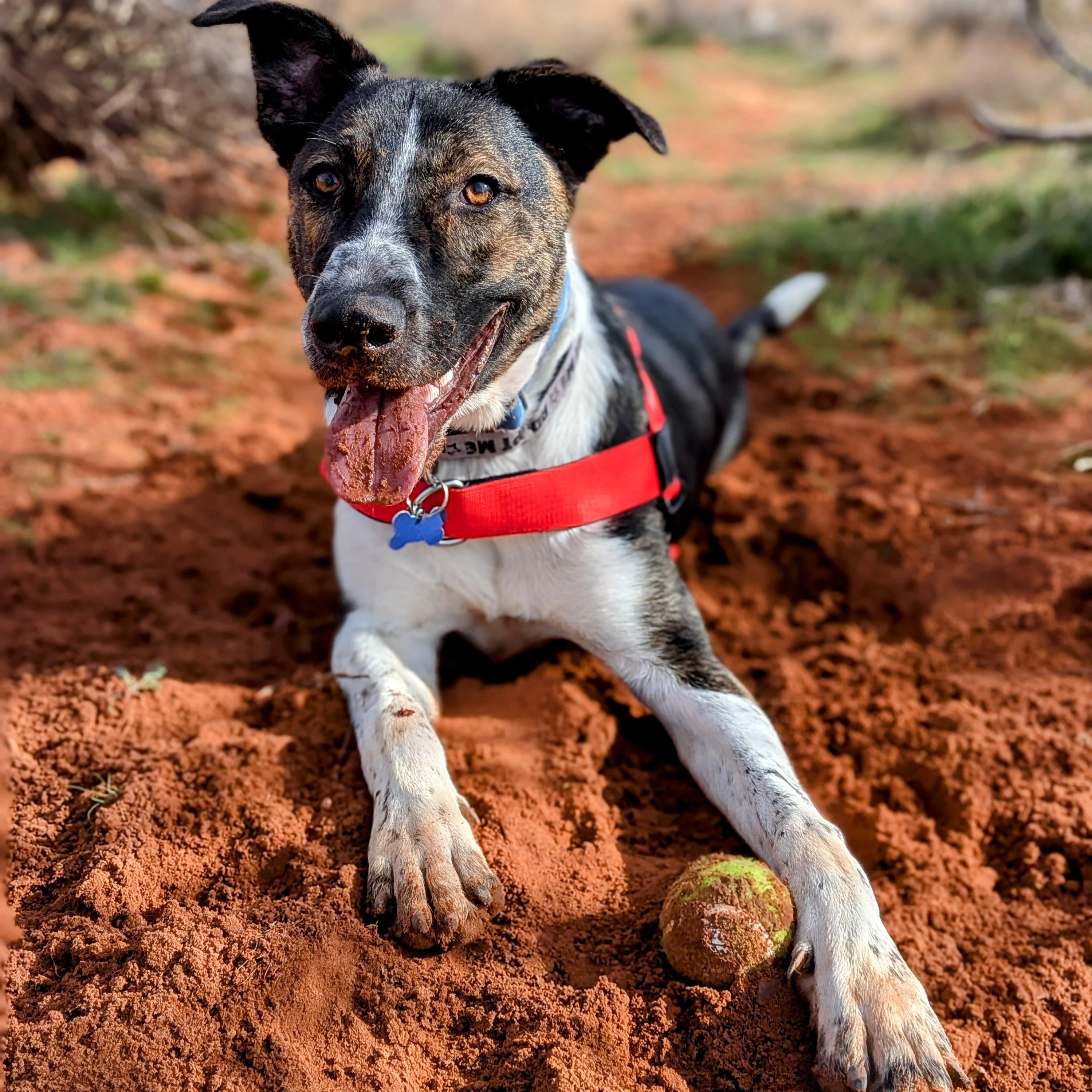 Enlarge Lenny, a Adoptable mixed breed in St. George, UT image 5/5