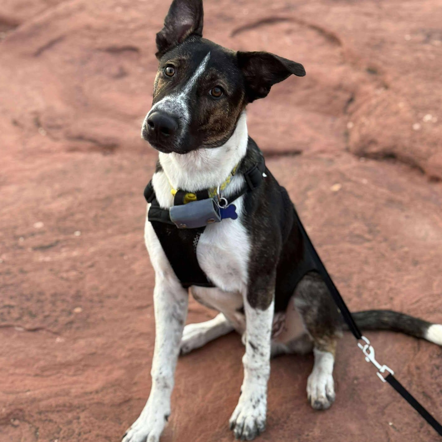 Enlarge Lenny, a Adoptable mixed breed in St. George, UT image 2/5