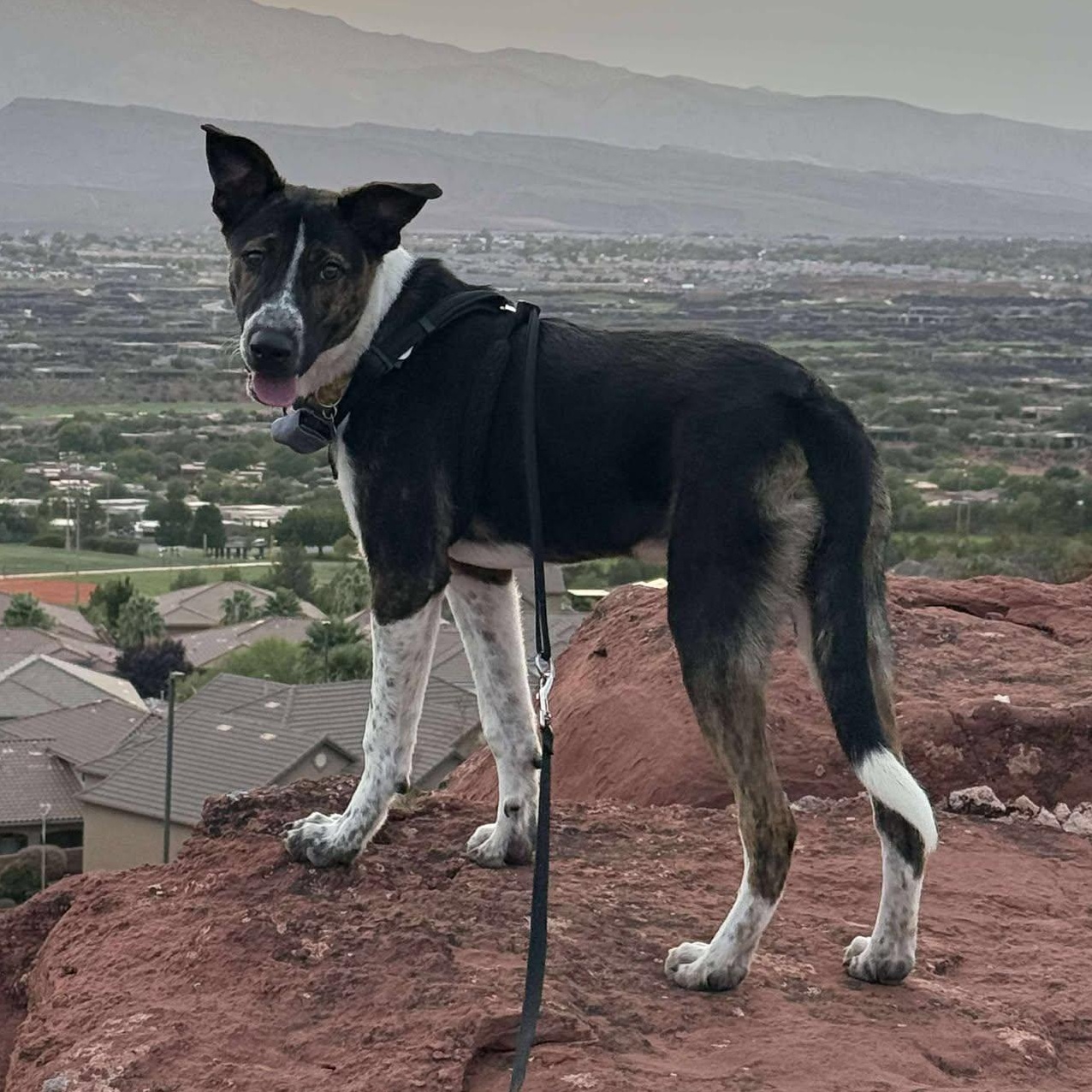 Enlarge Lenny, a Adoptable mixed breed in St. George, UT image 3/5