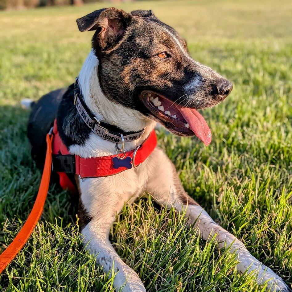Enlarge Lenny, a Adoptable mixed breed in St. George, UT image 2/5