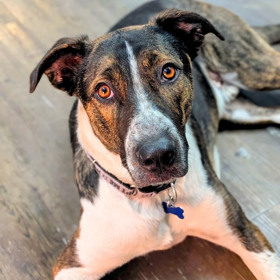 Enlarge Lenny, a Adoptable mixed breed in St. George, UT image 1/5
