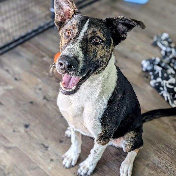 Enlarge Lenny, a Adoptable mixed breed in St. George, UT image 1/5