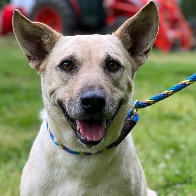 Dog for adoption Josie, a Shepherd Mix in Hughesville, MD Petfinder