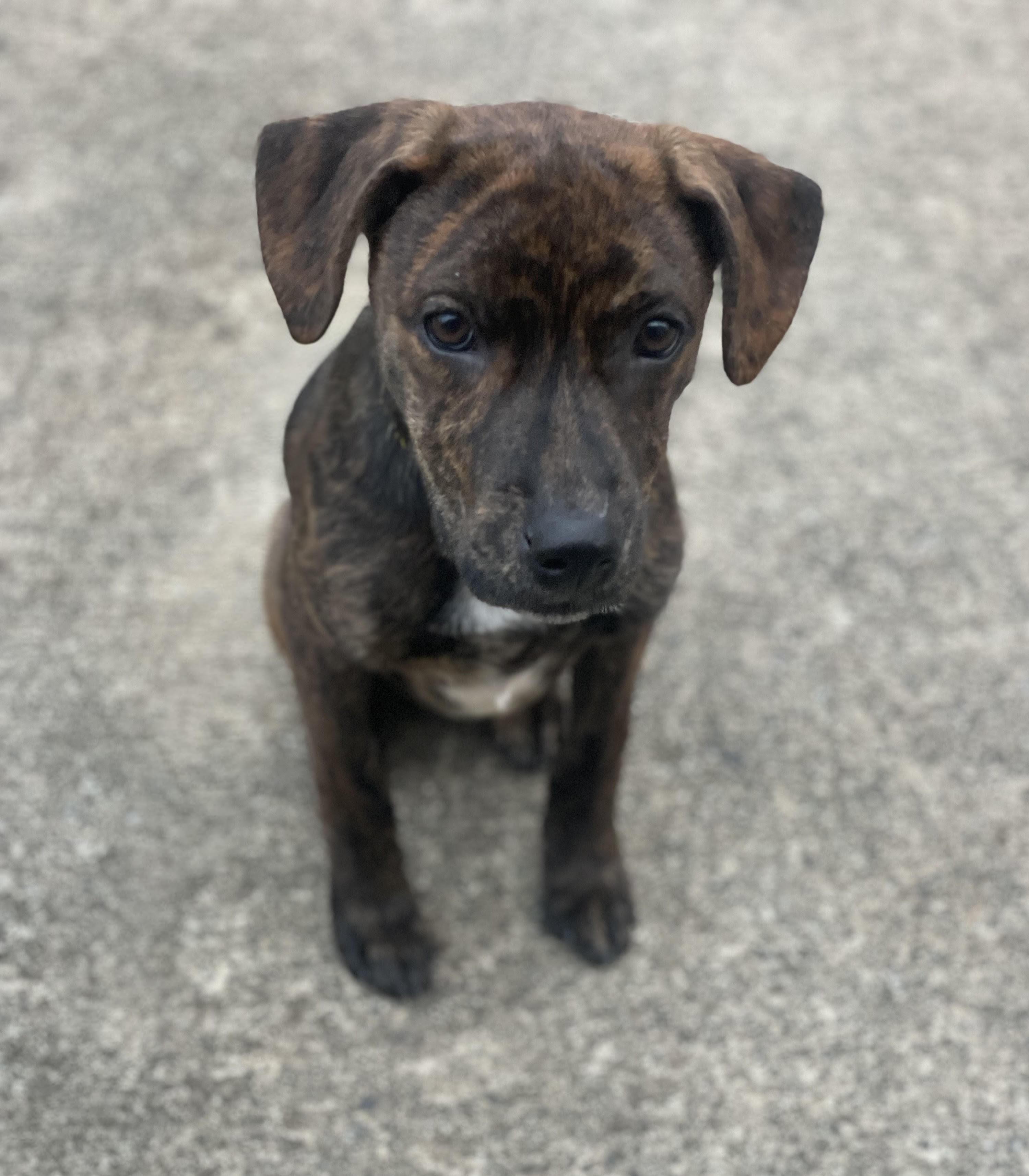 Hampton, adopted, Young Male Plott Hound.