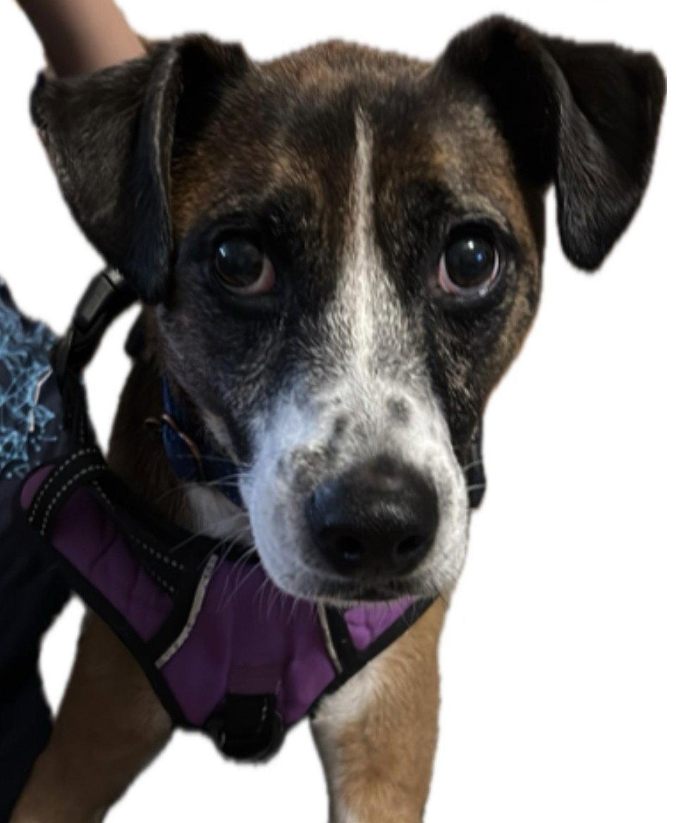Davy, Adoptable, Adult Male Jack Russell Terrier & Chihuahua.