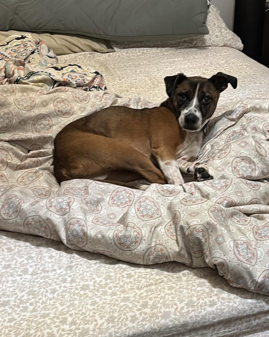 Enlarge Davy, a Adoptable mixed breed in Brooklyn Center, MN image 2/3