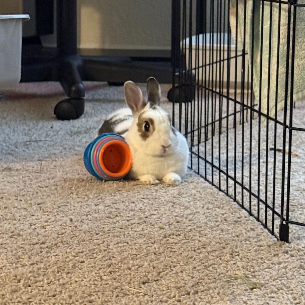 Tyson, Adopted, Young Male Bunny Rabbit.