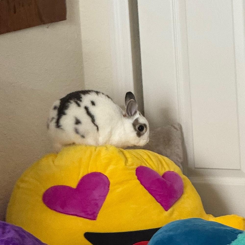Enlarge Tyson, a Adopted Bunny Rabbit in Longwood, FL image 3/6