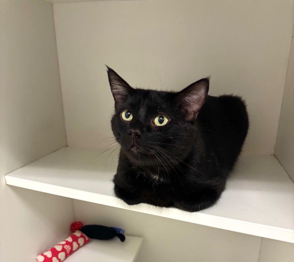 Cheeky, a Adoptable Domestic Short Hair in Frankfort, KY image 1/2