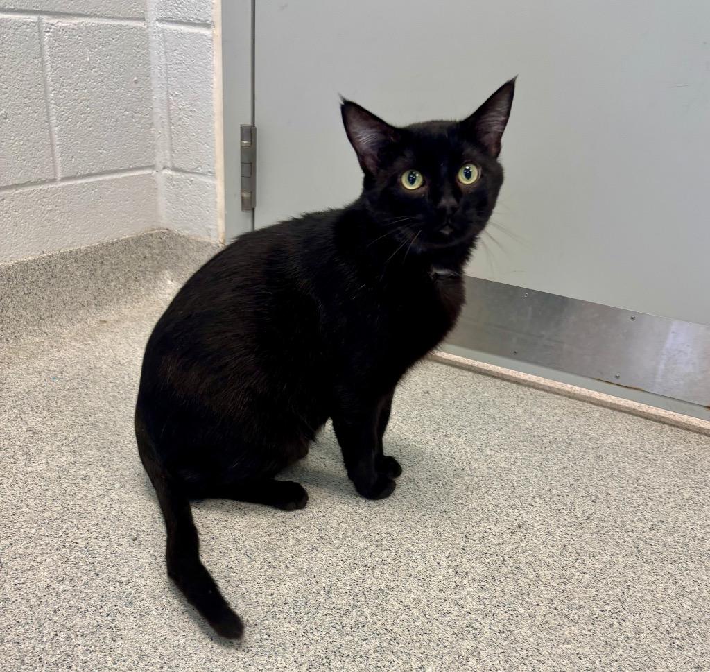 Cheeky, a Adoptable Domestic Short Hair in Frankfort, KY image 2/2