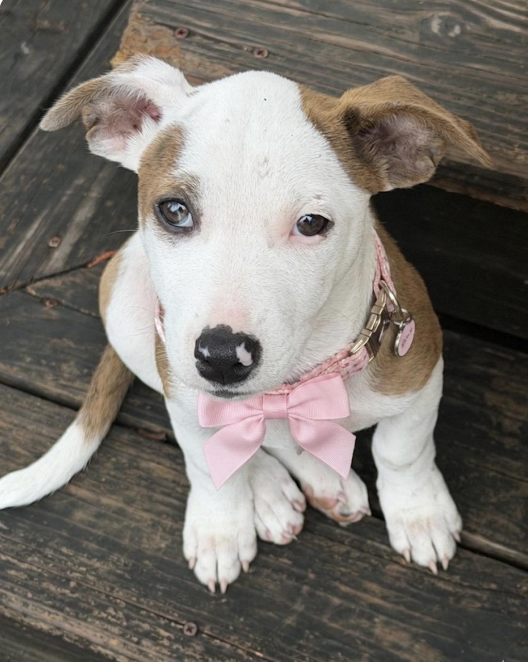 Valerie, adopted, Young Female Terrier.