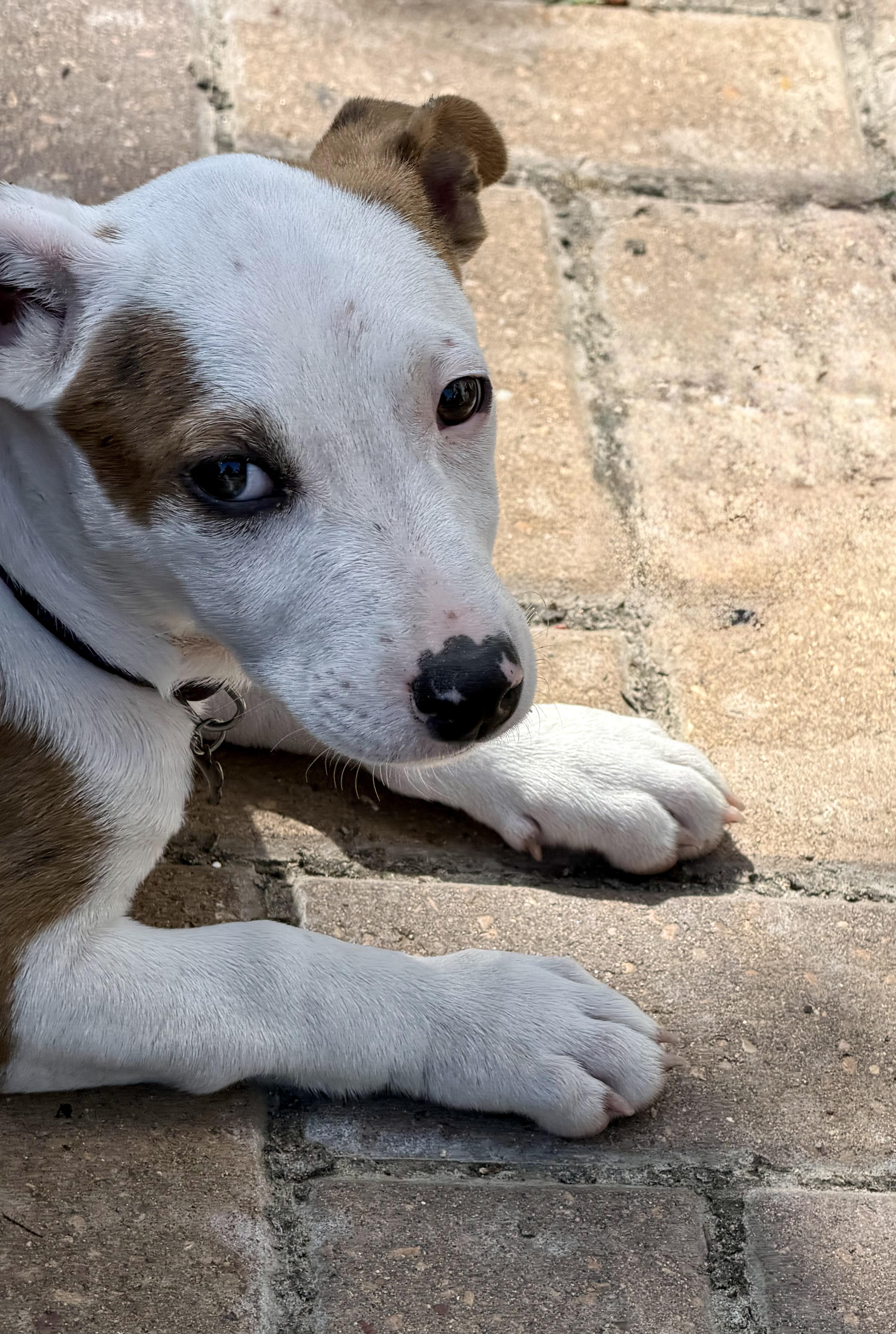 Enlarge Valerie, an adopted mixed breed in Cypress, TX image 3/5