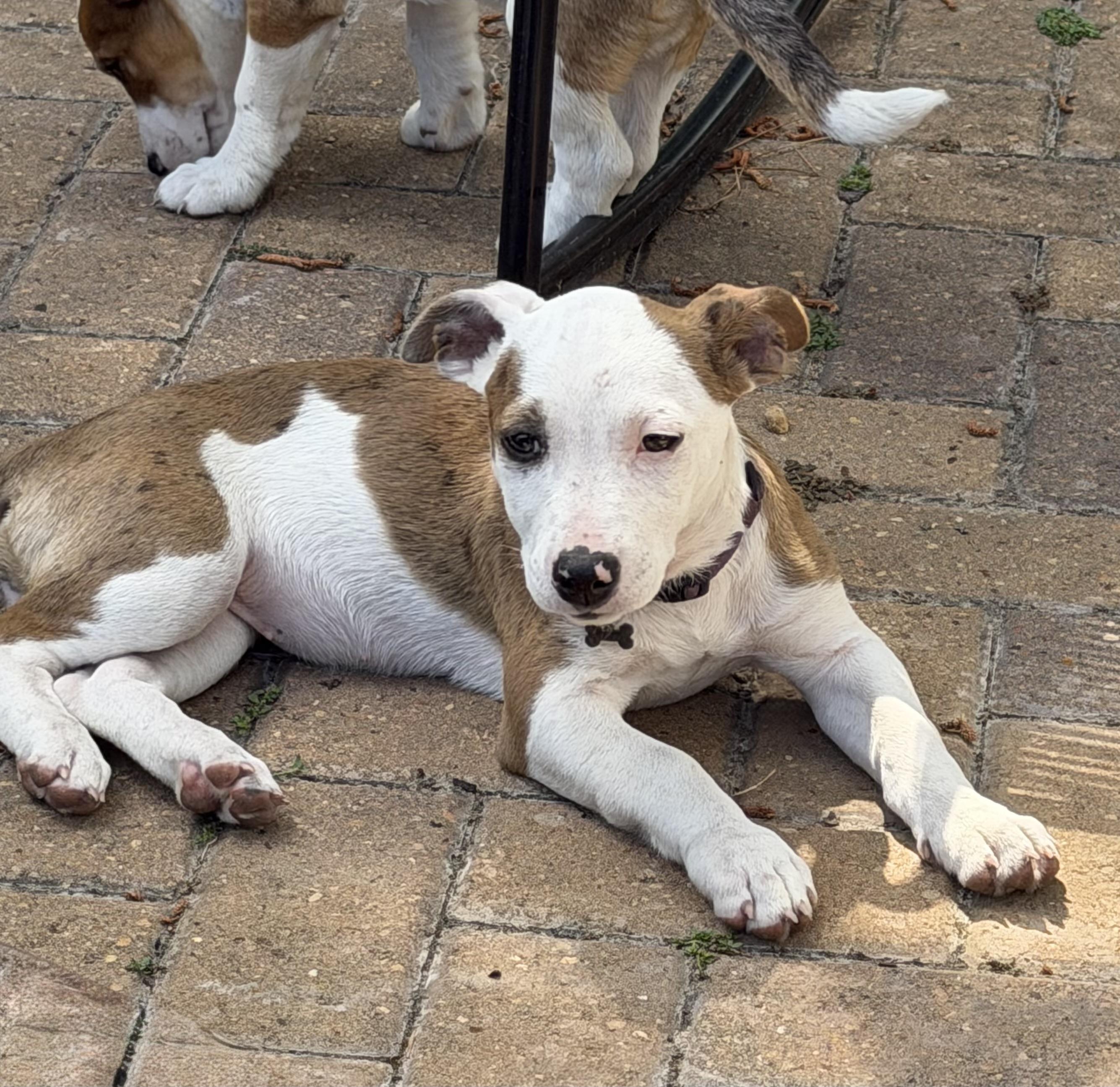 Enlarge Valerie, an adopted mixed breed in Cypress, TX image 4/5