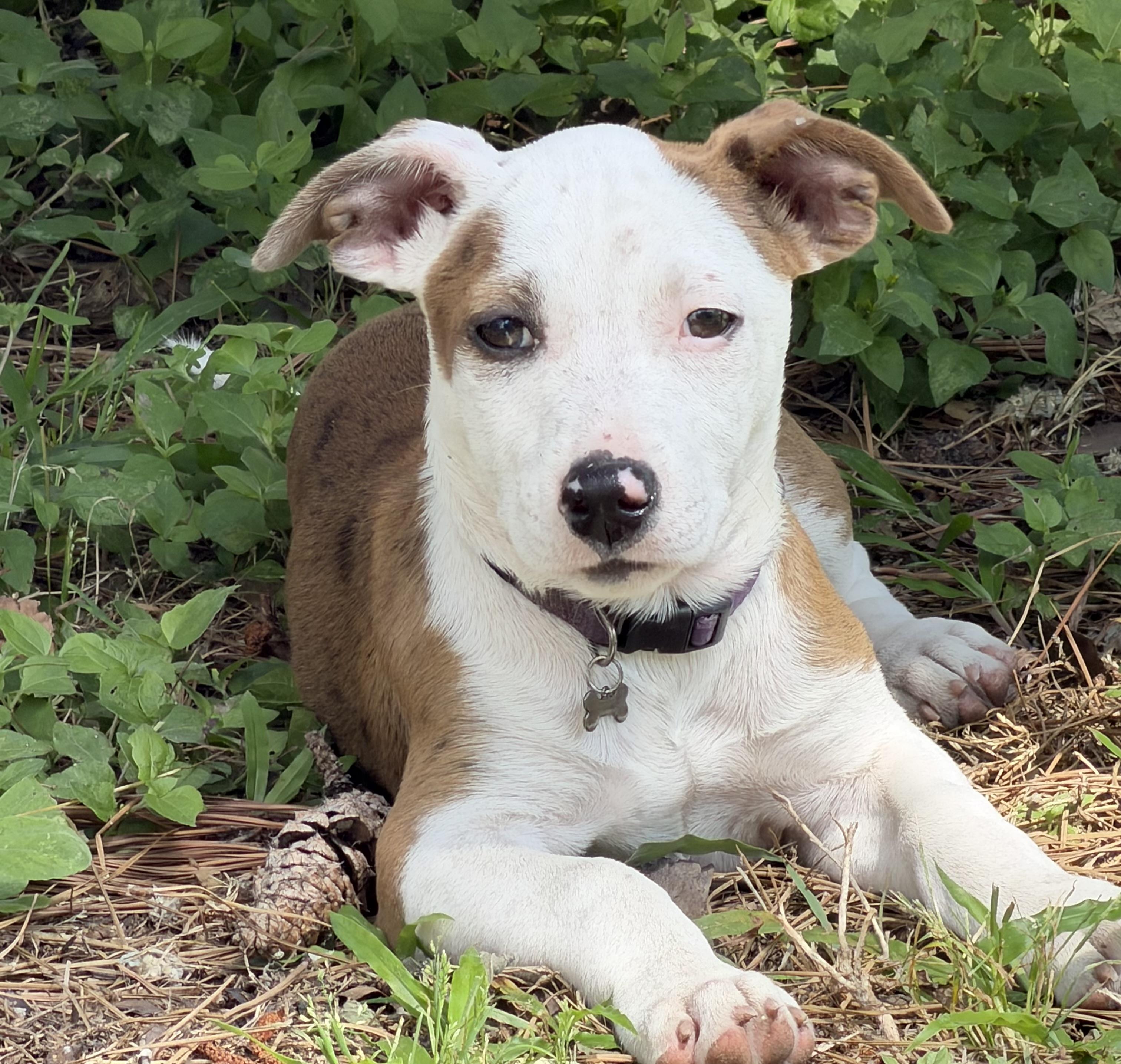 Enlarge Valerie, an adopted mixed breed in Cypress, TX image 2/5