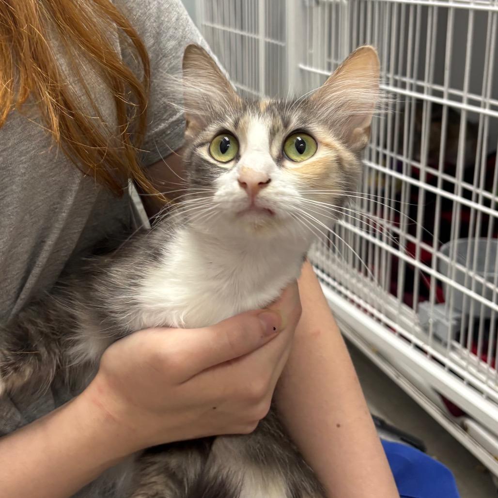 Enlarge Moody, a Adoptable Domestic Short Hair in Franklin, NC image 1/2
