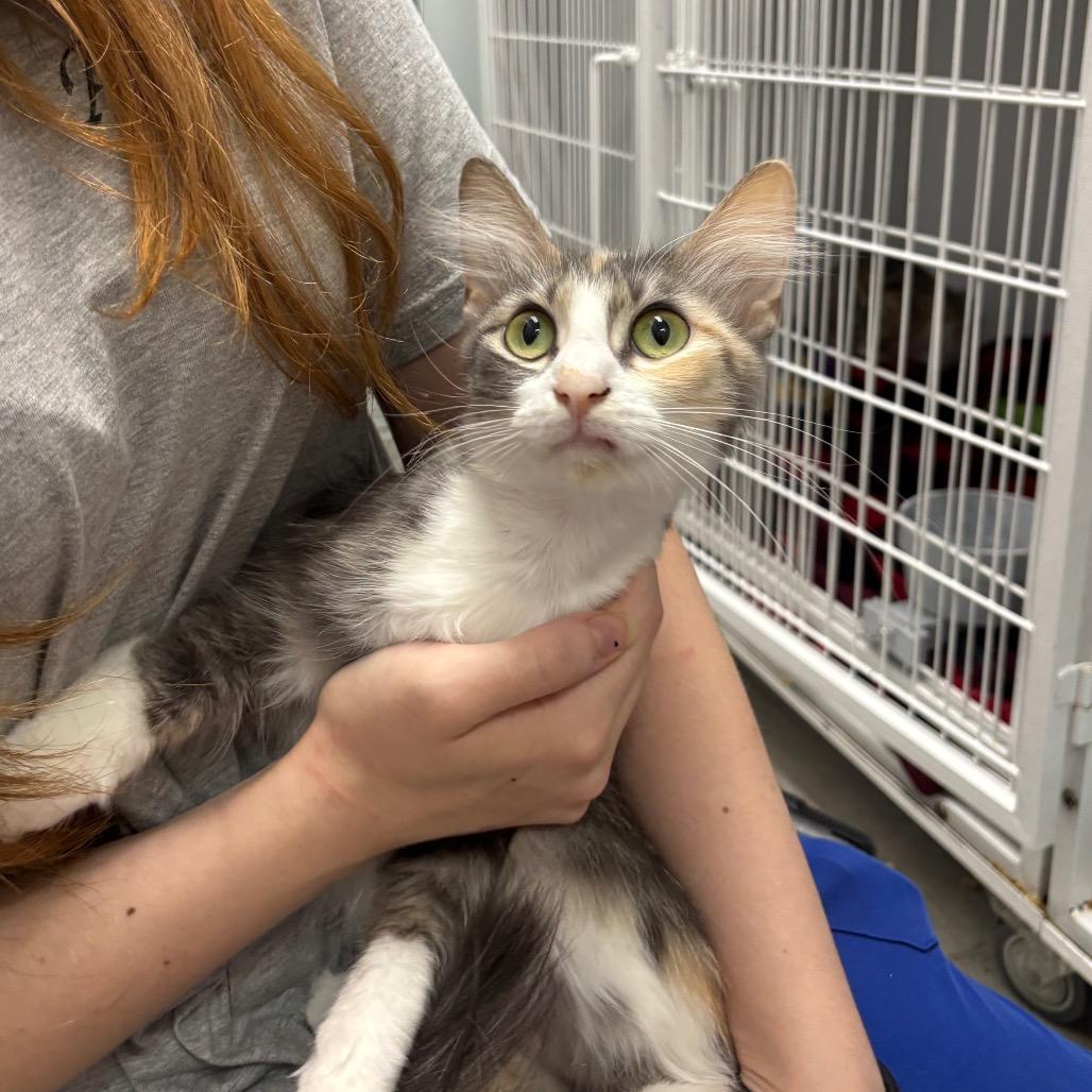 Enlarge Moody, a Adoptable Domestic Short Hair in Franklin, NC image 2/2