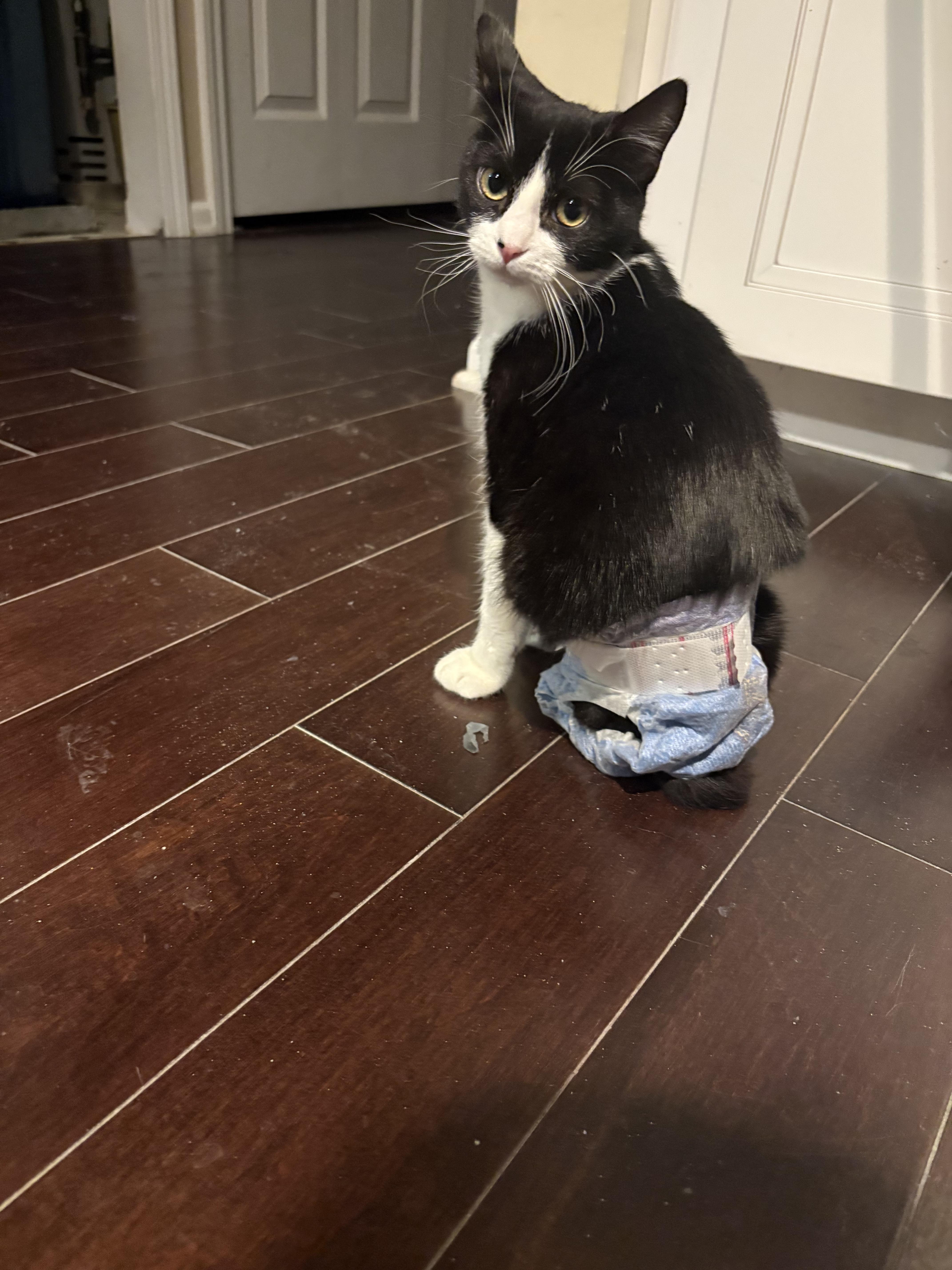 Daisy, ADOPTABLE, Kitten Female Domestic Short Hair.