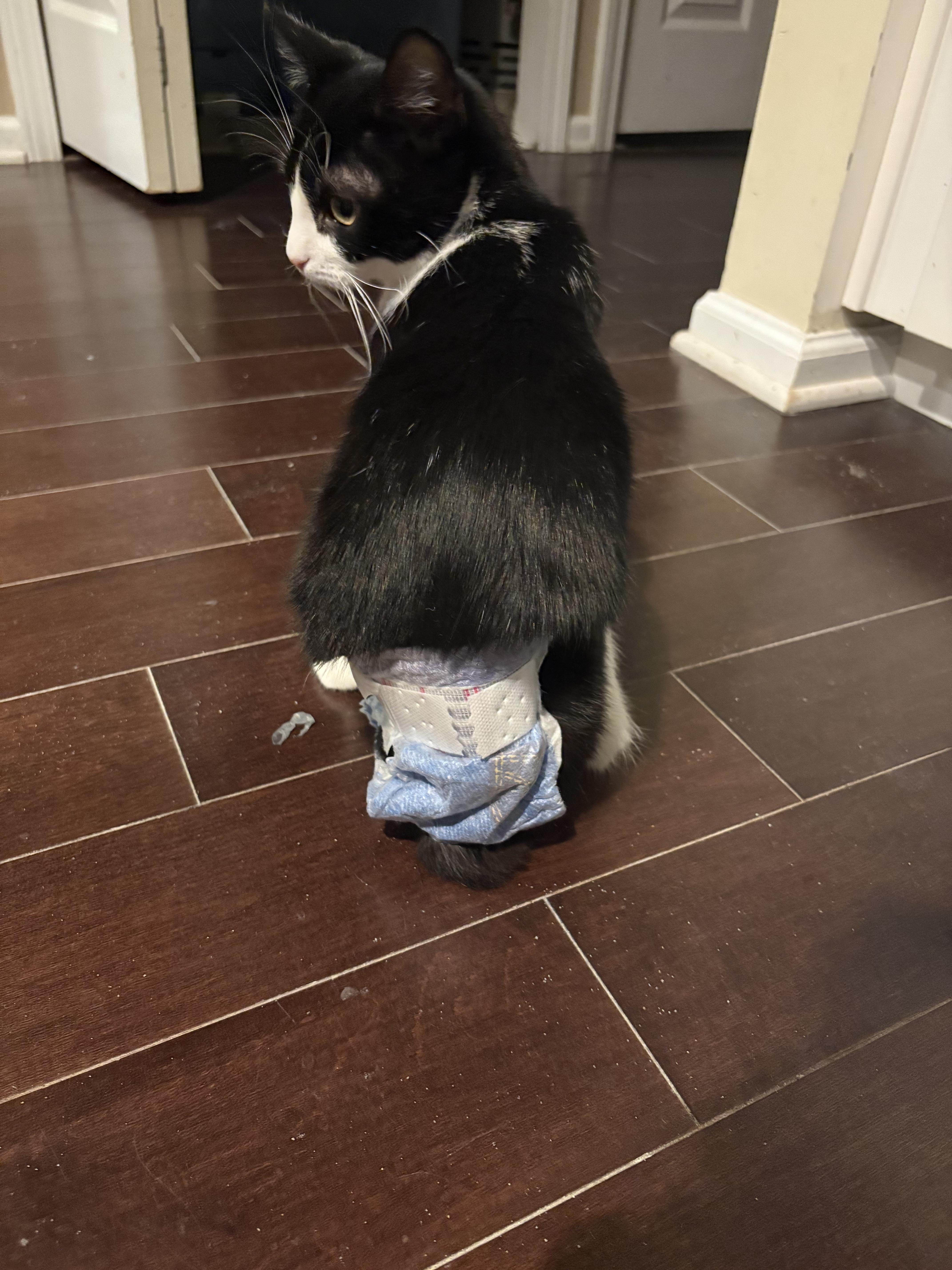 Enlarge Daisy, a ADOPTABLE Domestic Short Hair in Warminster, PA image 3/6