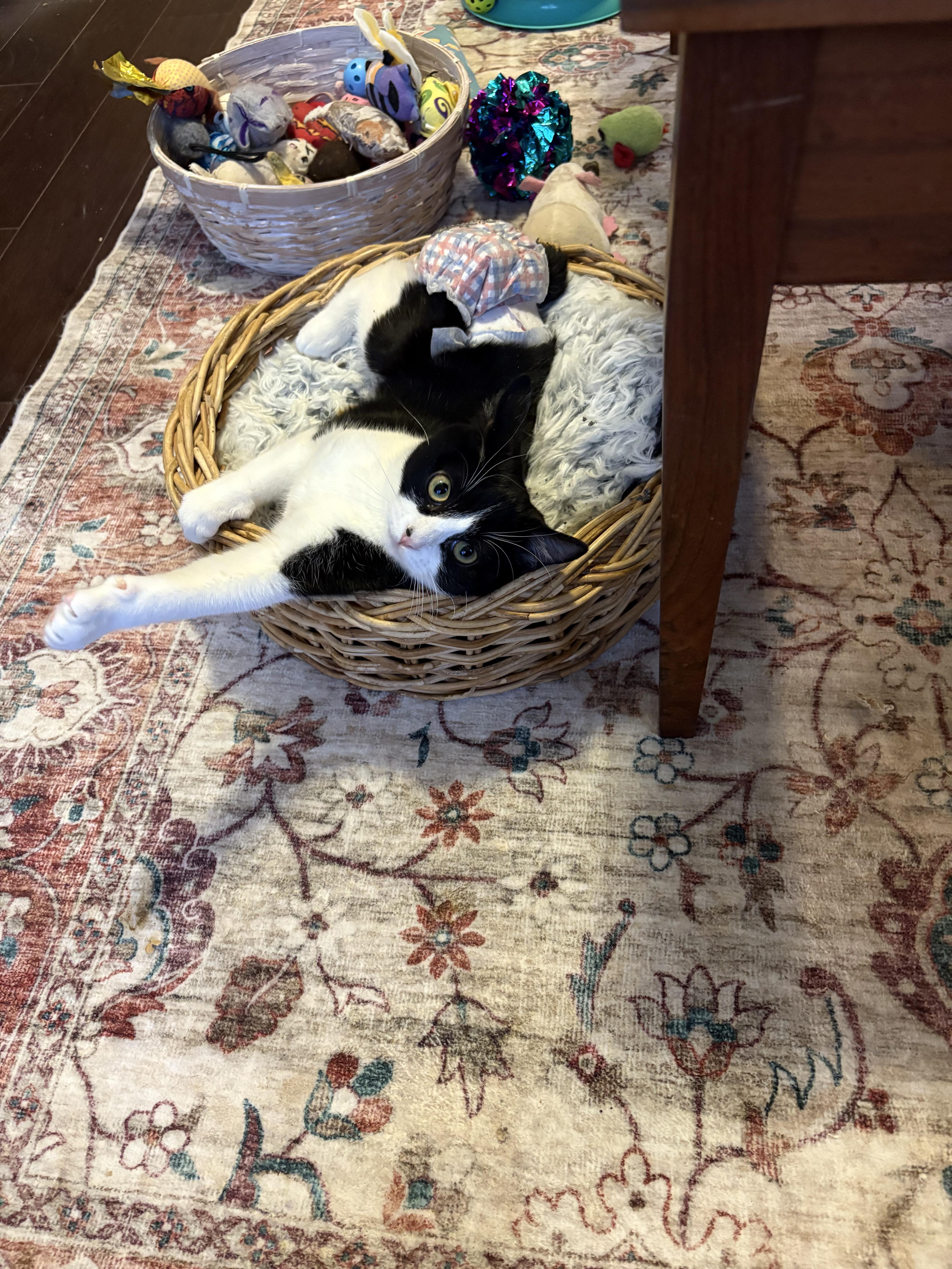 Enlarge Daisy, a ADOPTABLE Domestic Short Hair in Warminster, PA image 5/6