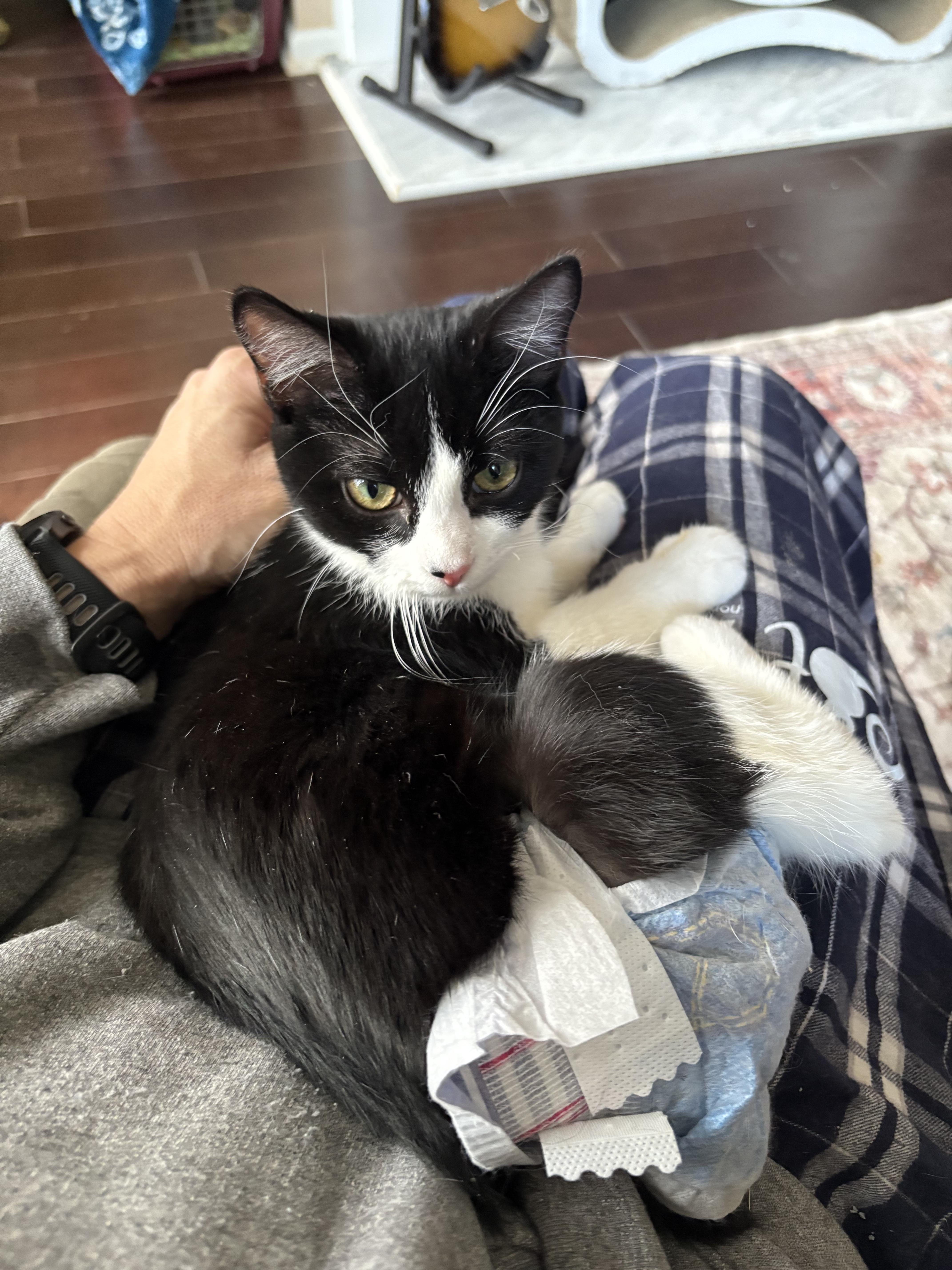 Enlarge Daisy, a ADOPTABLE Domestic Short Hair in Warminster, PA image 4/6