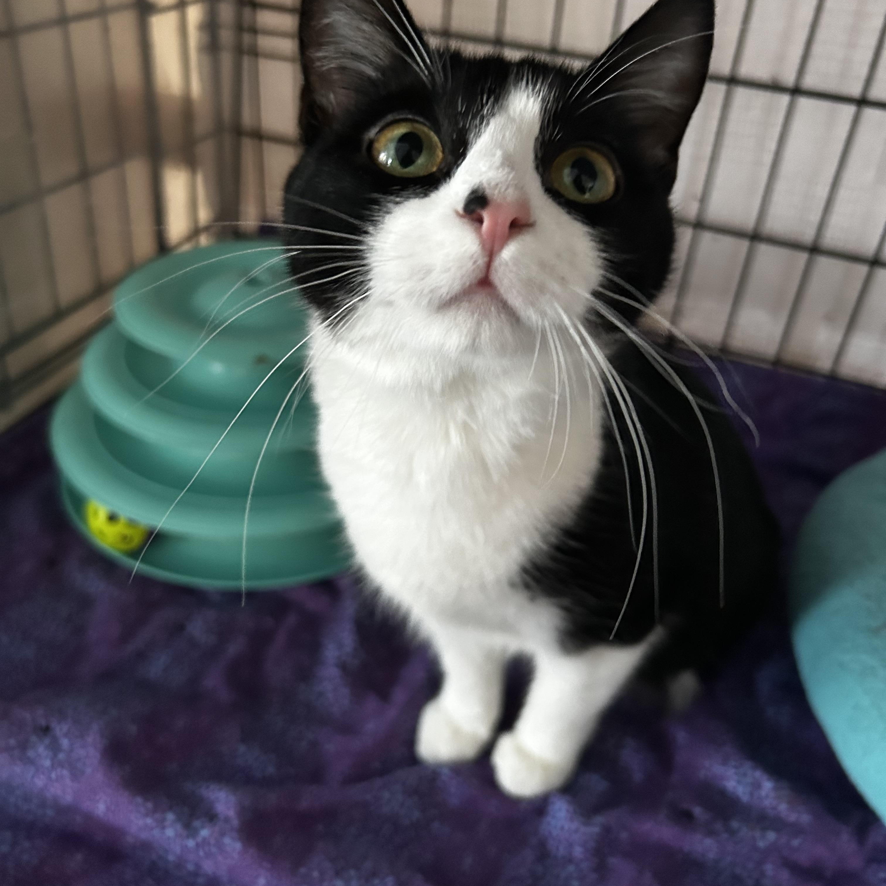 Enlarge Daisy, a ADOPTABLE Domestic Short Hair in Warminster, PA image 2/6